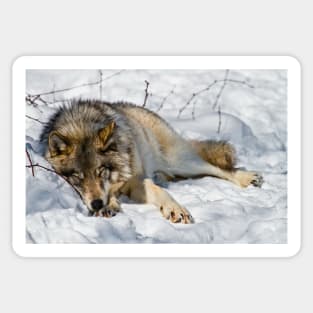 Gray Wolf Sticker